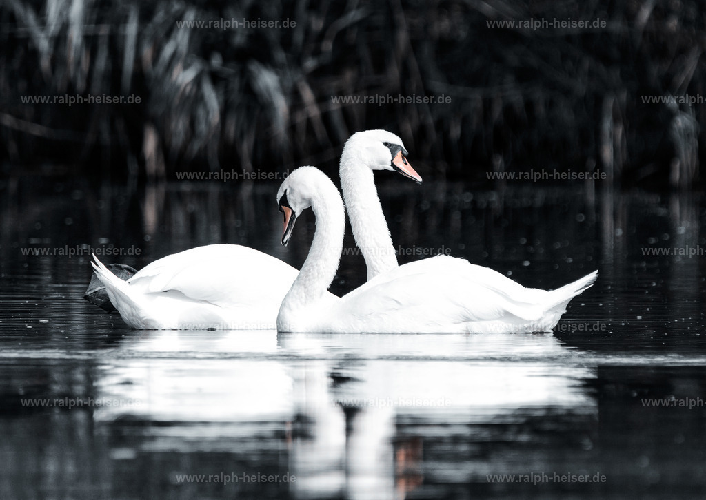 _56A9825 | Wandbilder, Bilder, Fotograf in Marburg, Tierbilder, Wandfotos, Bilder Shop, Günstige Bilder, Schwarz-Weiß Bilder, Ralph Heiser