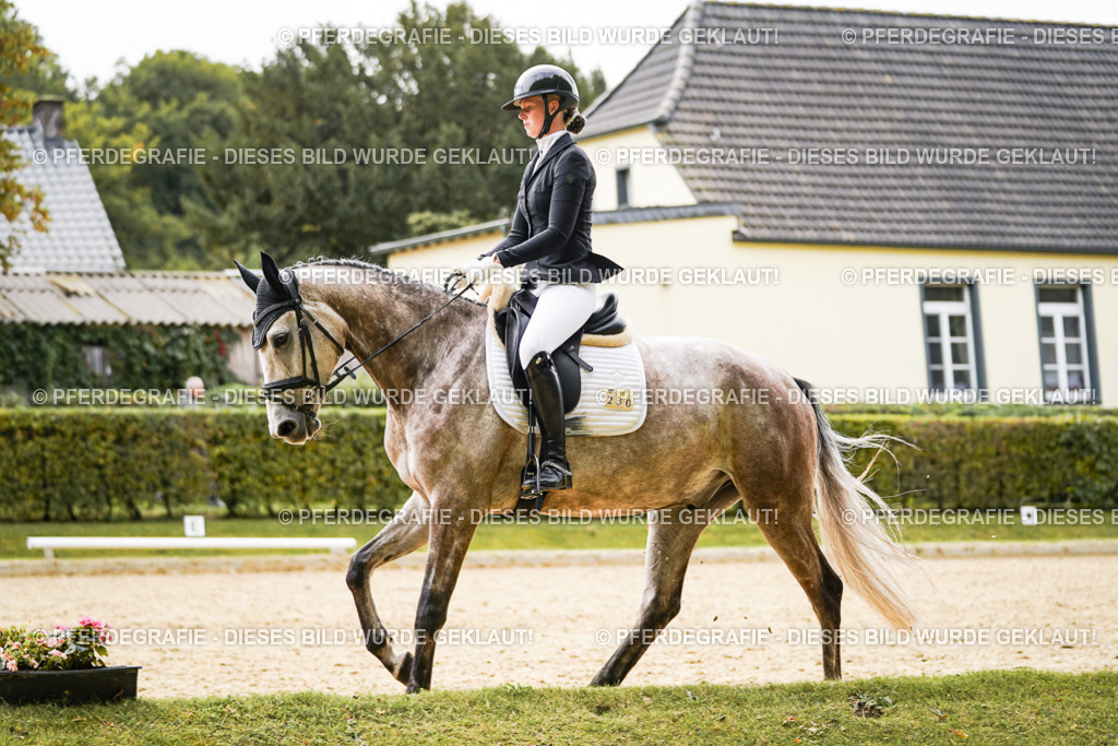 DSC01443 | Pferdegrafie