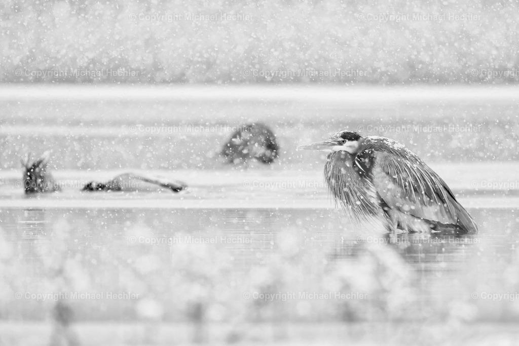 Waiting for better times | Heron waiting for summer - Realisiert mit Pictrs.com