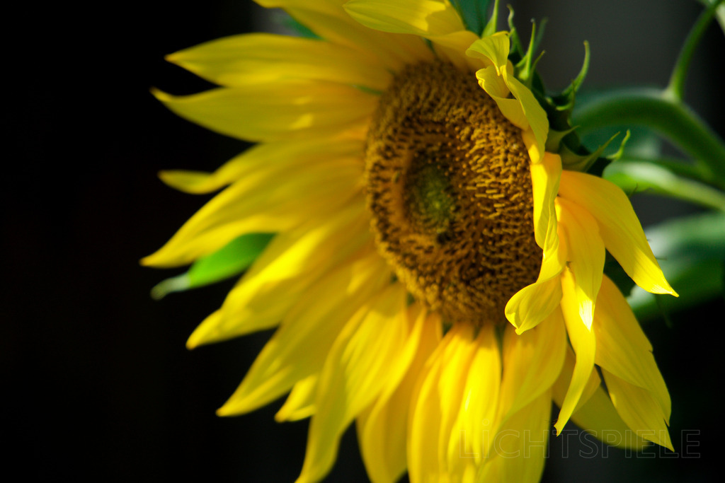 Sonnenblume | Sonnenblume - Realisiert mit Pictrs.com