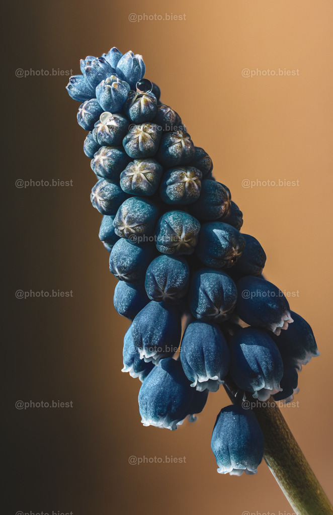 Blaubeereis im Frühling | Eine winzigkleine Traubenhyazinthe. - Realisiert mit Pictrs.com