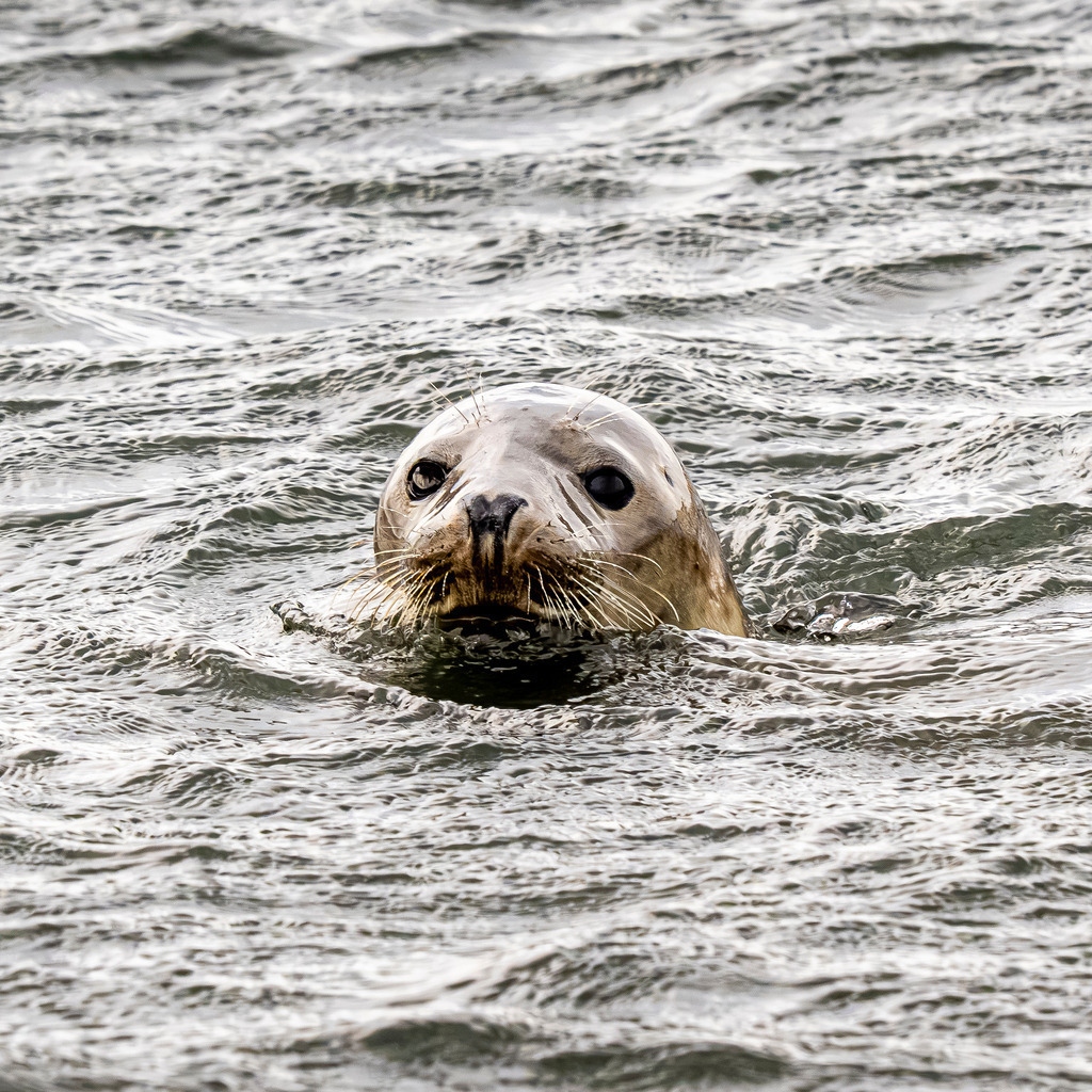 Wachsame Kegelrobbe im offenen Nordseewasser vor Texel: Blick über die Wellen | Einzeltieraufnahme einer Kegelrobbe, die im leicht kabbeligen Wasser der Nordsee vor der Insel Texel schwimmt. Der Kopf des Meeressäugers lugt zentral aus den silbrig schimmernden Wellen hervor, während er aufmerksam die Umgebung beobachtet. Das minimalistische, ausdrucksstarke Naturmotiv eignet sich hervorragend für redaktionelle Beiträge über das Ökosystem Wattenmeer, Meeressäuger, Artenschutz, marine Umwelt und Tourismus in den Niederlanden. - Realisiert mit Pictrs.com
