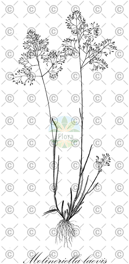 HistAbb_EMP_140369_SRC_Schlechtendal_FLORAD_SIMPLE | Historische Abbildung von Molineriella laevis - Poaceae | Historical Illustration of Molineriella laevis - Poaceae