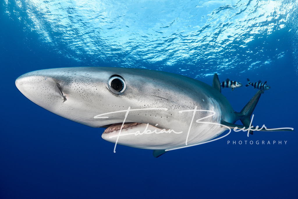 Auge in Auge | Einzigartige Wandbilder von faszinierenden Unterwasserwelten. Exklusive Kunst für Empfangsbereiche, Wohnraum oder Wartezimmer. - Realisiert mit Pictrs.com