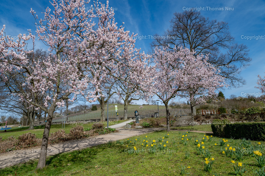 DSC_1360 | bbe,Stadtpark, Mandelblüte, Blickrichtung Kirchberg, ,, Bild: Thomas Neu