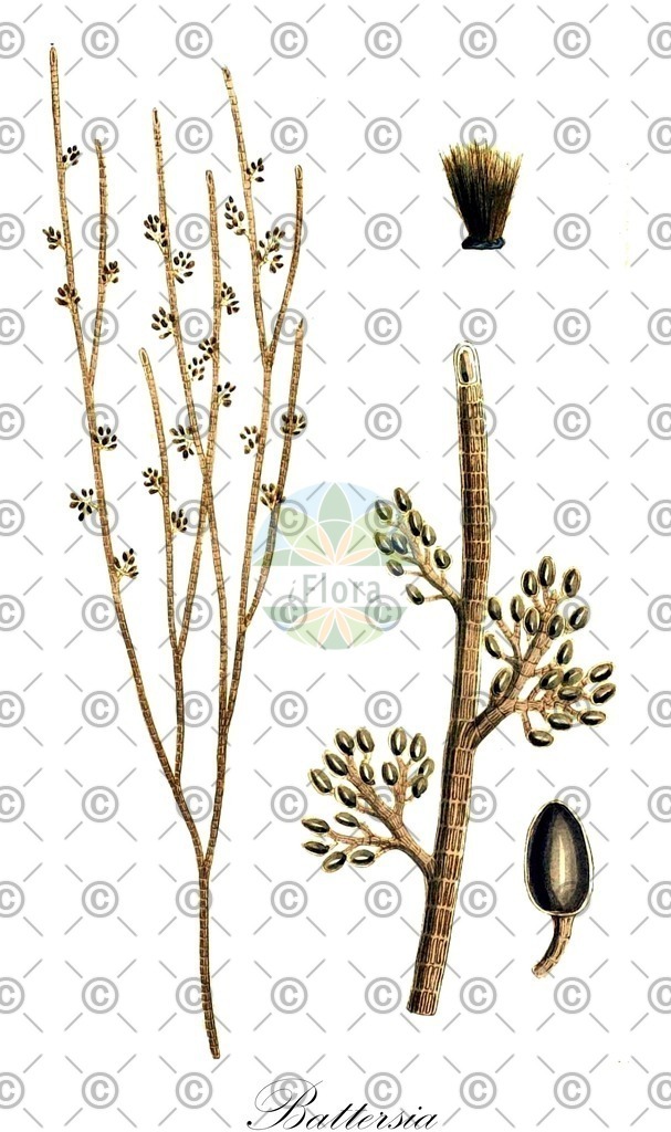 HistAbb_7NQL7_2_ENZY_Simple | Historische Abbildung von Battersia - Sphacelariaceae (0) | Historical Illustration of Battersia - Sphacelariaceae (0)