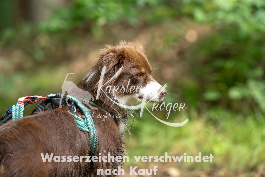 1108_ZZ94169-Bearbeitet | kk-dogfotos