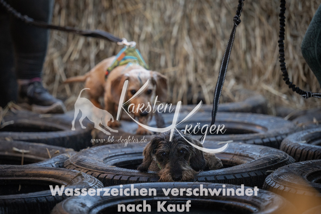 0924_ZZ92856 | kk-dogfotos
