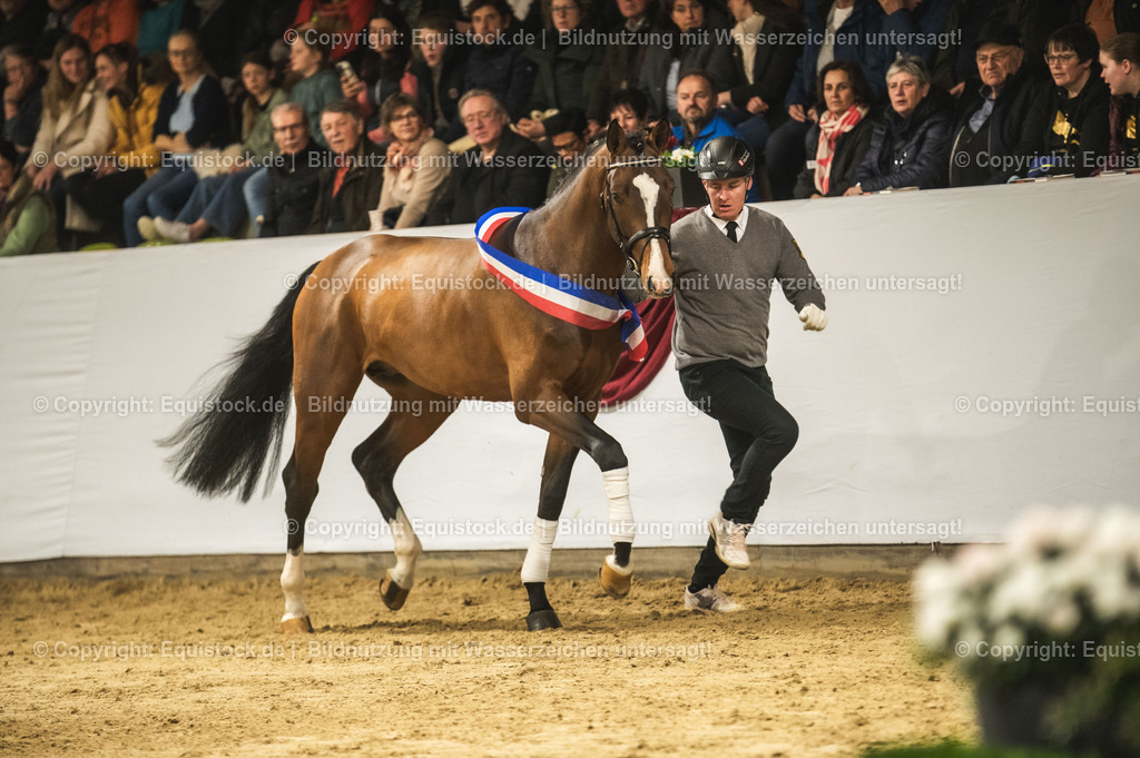 20240302_Hengstvorstellung_Marbach_TOMsPiC_0451-2 | equistock