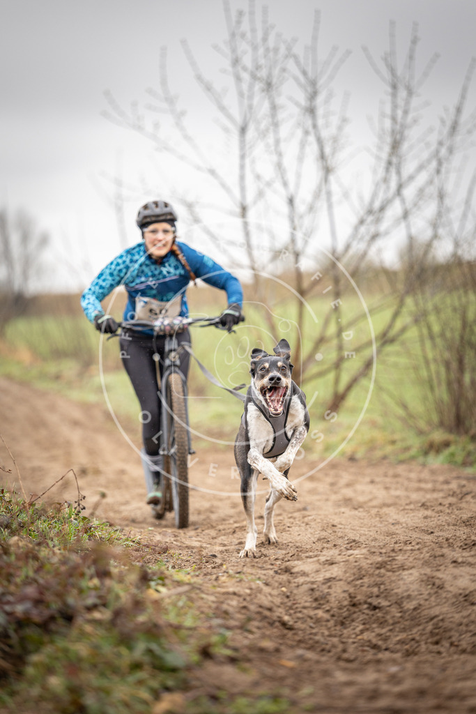 DV3A9199 | Hundefotografie, Tierfotograf, Pfotenfotografie, Fotoshooting Hund, Hunde Portrait, Hundesport, Hundeportraits, Heideshooting, Hunde, Sportfotograf, Hundefotograf, Turnierhundsport, THS,  - Realisiert mit Pictrs.com