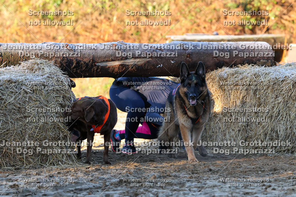 Dog Paparazzi - Strongdog 10-25-648 | Dog Paparazzi Jeanette Grottendiek Fotografie & Videografie - Realisiert mit Pictrs.com