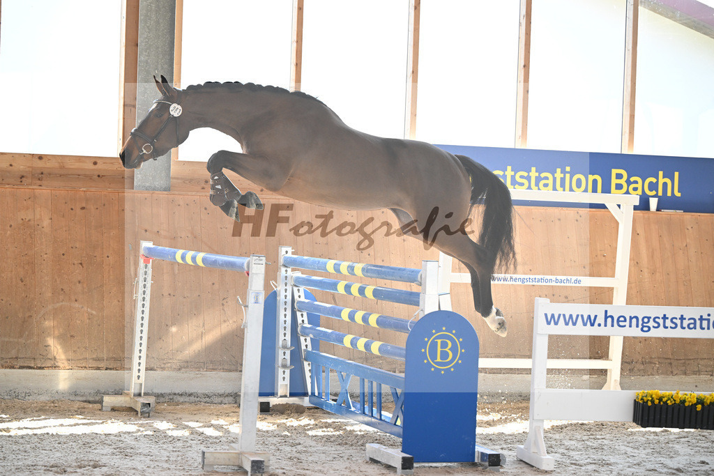 Kat-Nr. 63 Kelly du Tillard v. Aganix Du Seigneur_Keitel_14261723 | hf-fotografie - Realizzato con Pictrs.com
