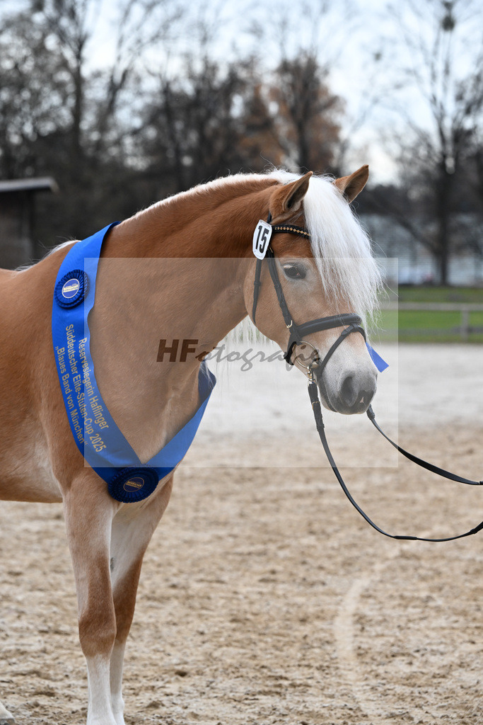 Bl. Band Kat-Nr. 15 Bambi v. Bon Jovi_Stange Haflingergestuet_48251660 | hf-fotografie - Realisiert mit Pictrs.com