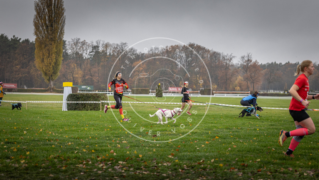 CaniXpix_DV3A8878 | Hundefotografie, Tierfotograf, Pfotenfotografie, Fotoshooting Hund, Hunde Portrait, Hundesport, Hundeportraits, Heideshooting, Hunde, Sportfotograf, Hundefotograf, Turnierhundsport, THS,  - Realisiert mit Pictrs.com