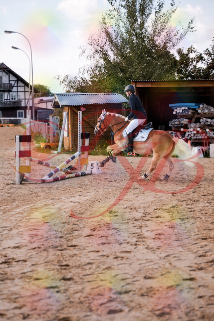 2026_10_03_Siefer-Hof_145517_Z81_35845661 | Professionelle Reitsport-, Turnier- und Eventfotografie von Robert Broda. Galerien mit ausgewählten und bearbeiteten Bildern direkt online ansehen und bestellen.
