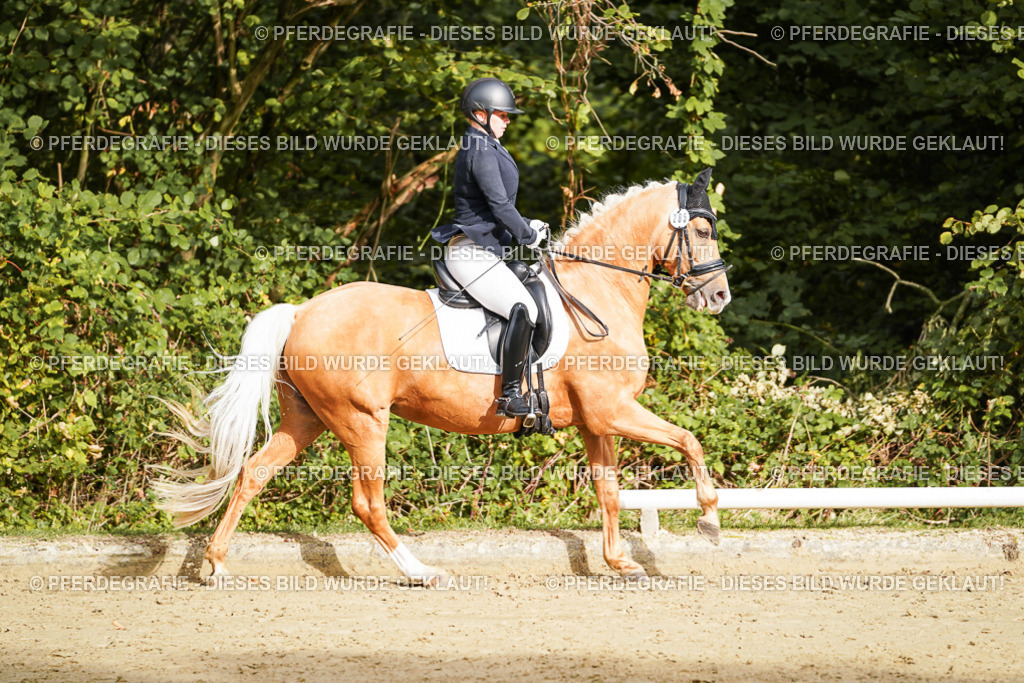 DSC09279 | Pferdegrafie