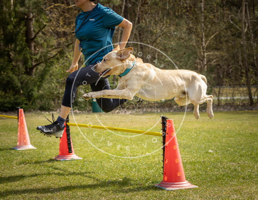 Pfotenfotografie_DV3A6308 | Hundefotografie, Tierfotograf, Pfotenfotografie, Fotoshooting Hund, Hunde Portrait, Hundesport, Hundeportraits, Heideshooting, Hunde, Sportfotograf, Hundefotograf, Turnierhundsport, THS,  - Realisiert mit Pictrs.com