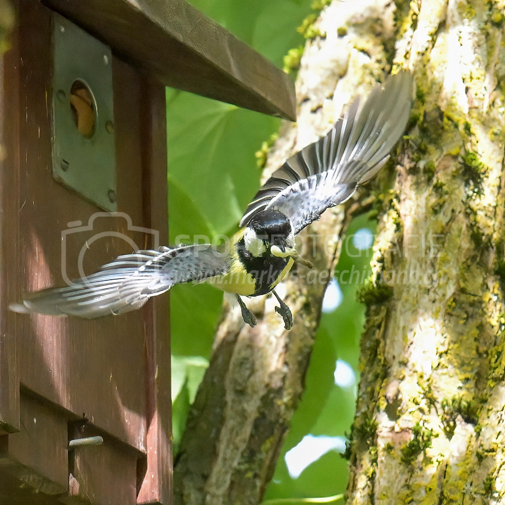 20240512_1022_AEM_nefti_4032-Bearbeitet | 12.05.2024 / , Neftenbach

Bild: Sportfotografie Markus Aeschimann | www.markus-aeschimann.ch - Realisiert mit Pictrs.com