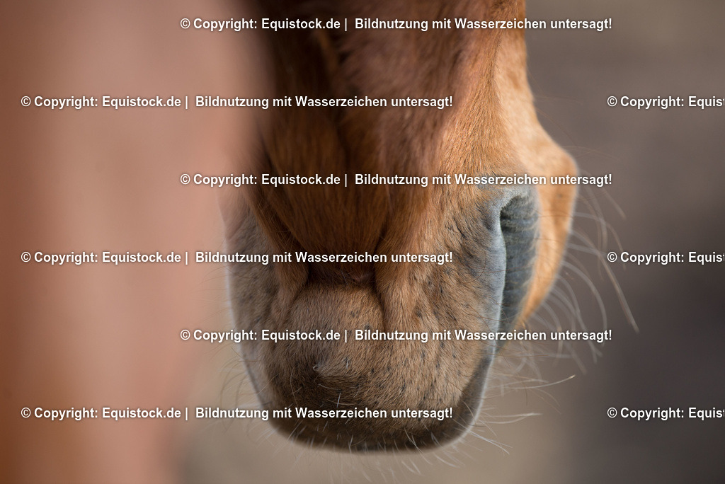 TS_20180305_Pferdemaul_0001-2 | Foto: Thomas Hartig