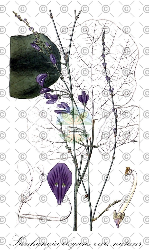 HistAbb_wfo-0000492128_1_ENZY_Simple | Historische Abbildung von Sunhangia elegans var. nutans - Fabaceae | Historical Illustration of Sunhangia elegans var. nutans - Fabaceae