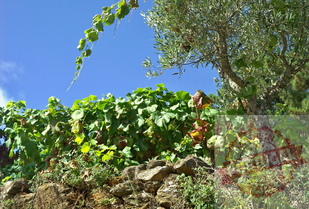 Vineyard green leaves growing on stone wall under blue sky | Lush vineyard growing on an ancient stone wall with an olive tree under a clear blue sky - Realisiert mit Pictrs.com