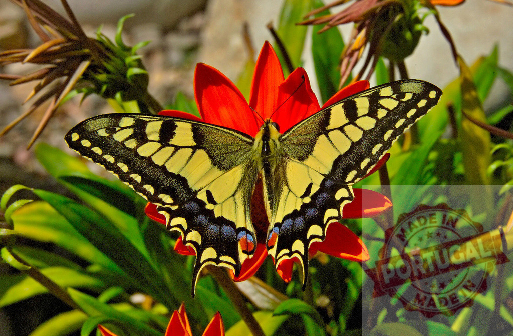 Papilio Machaon Butterfly Resting on Gazania Flower | Swallowtail butterfly with yellow and black wings resting on bright red flower with green leaves - Realisiert mit Pictrs.com