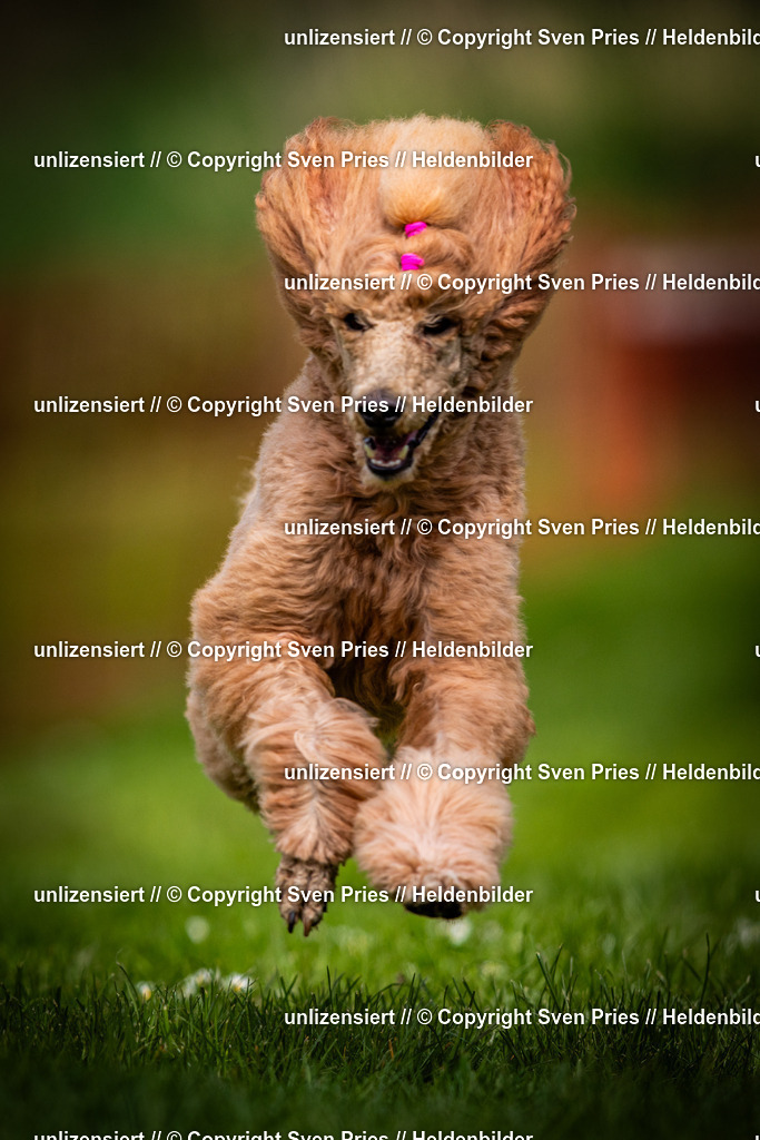 Sven Pries | 2025-04-13 - Hunderennen Baden-Baden - Realisiert mit Pictrs.com