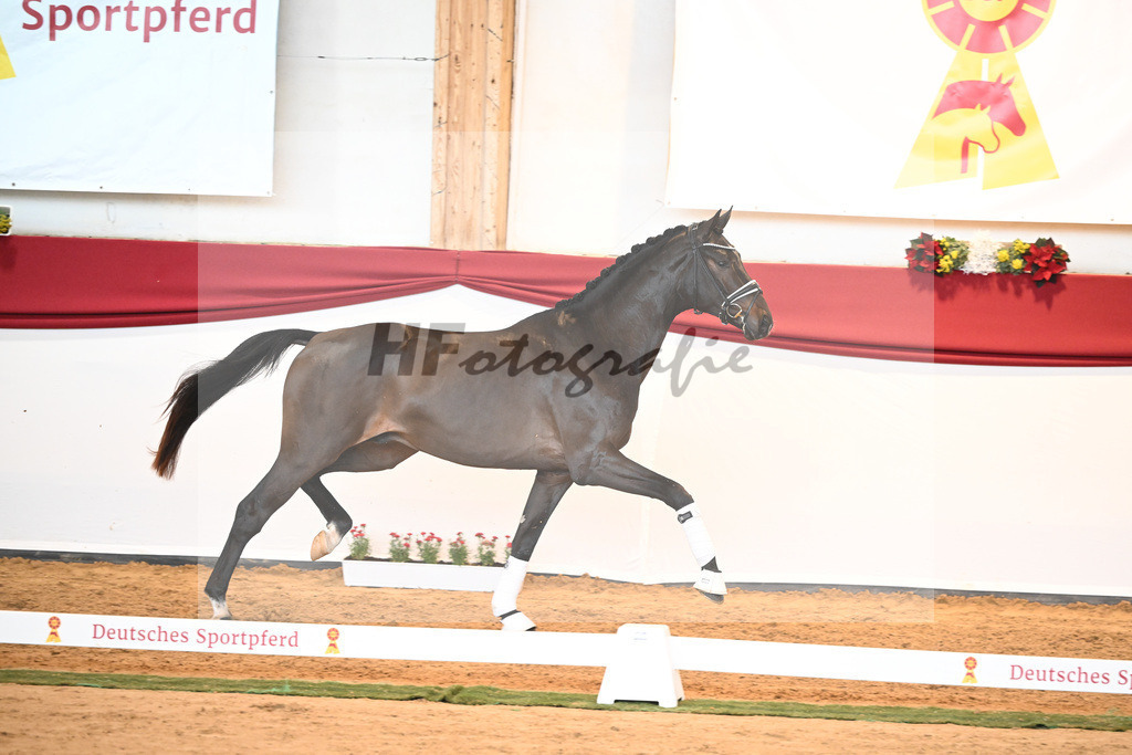 Kat-Nr. 51 Va Bene x Dante Weltino_Bergmann_43230722 | hf-fotografie - Realisiert mit Pictrs.com
