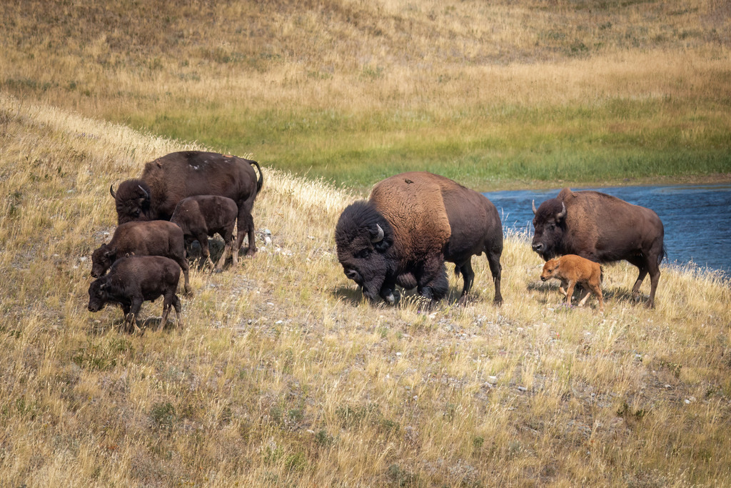 Bison | christophschaarschmidt - Realisiert mit Pictrs.com