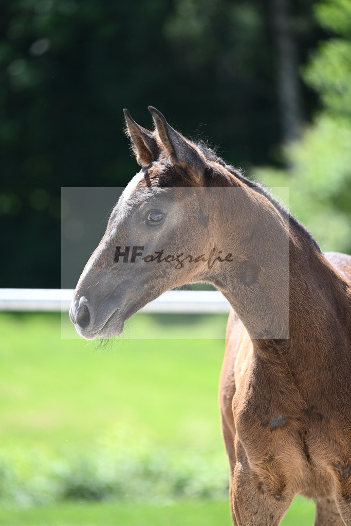 Kat-Nr. 10 HF Comme il faut_Hackl-Kneer_16230362 | hf-fotografie - Realisiert mit Pictrs.com