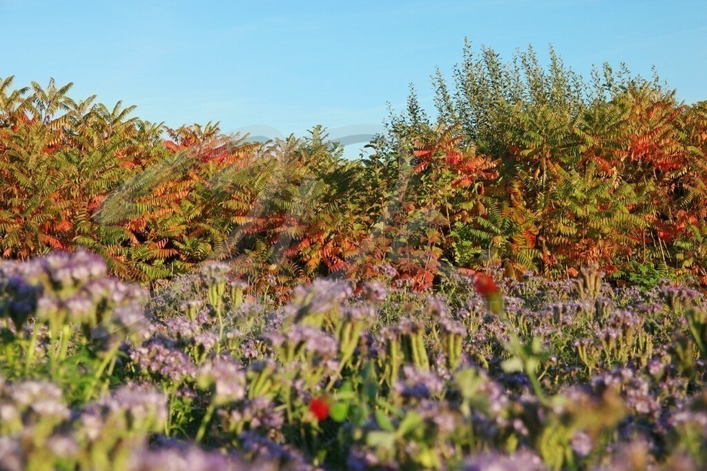NatureArt-HERBSTHECKE_0073 | Herbsthecke mit roten Blüten | #001 | Modell: Katey | Foto: Ann-Kristin Schmidt - Realisiert mit Pictrs.com