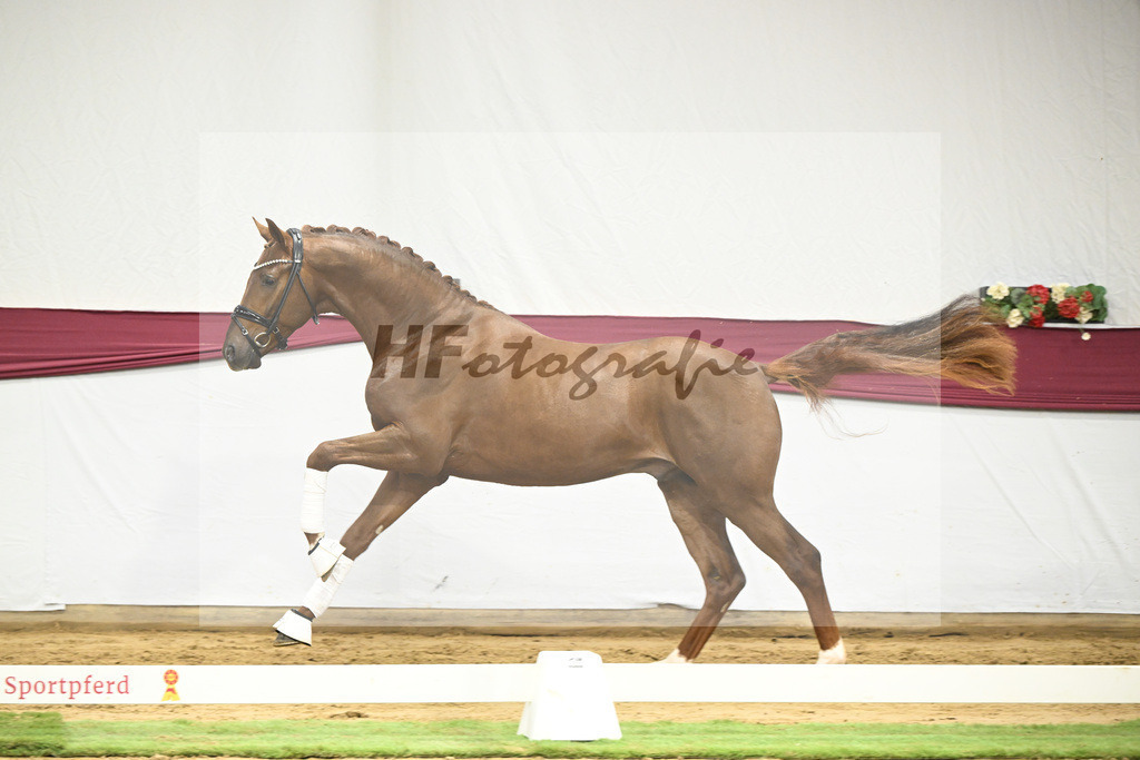 Kat-Nr. 49 Johnny Depp x San Amour I_MH Pferdezucht u. -sport GmbH_47251828 | hf-fotografie - Realisiert mit Pictrs.com