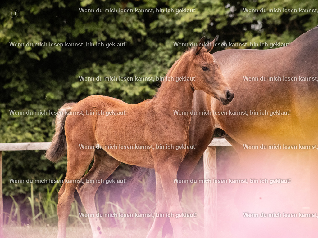 A10I6137 | photographylinaismer - Realisiert mit Pictrs.com