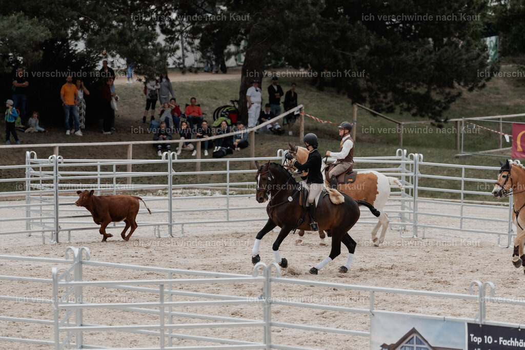 WE__Stoib_Rinder_PI2025_3166 | Pferd International München 2025