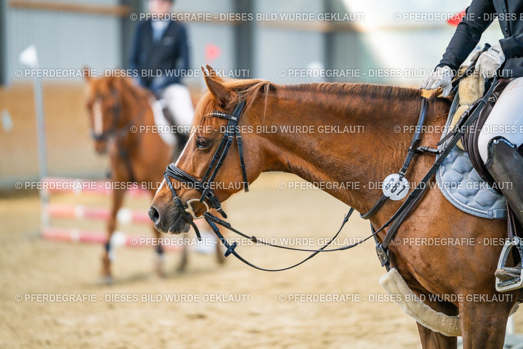 DSC01110 | Pferdegrafie