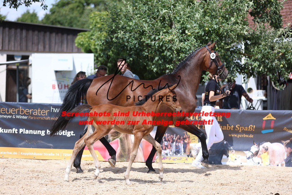 Fohlenschau_Schwäbisch_Hall_springbetonte_Fohlen_KN 40_6 | lmwpictures - Realisiert mit Pictrs.com