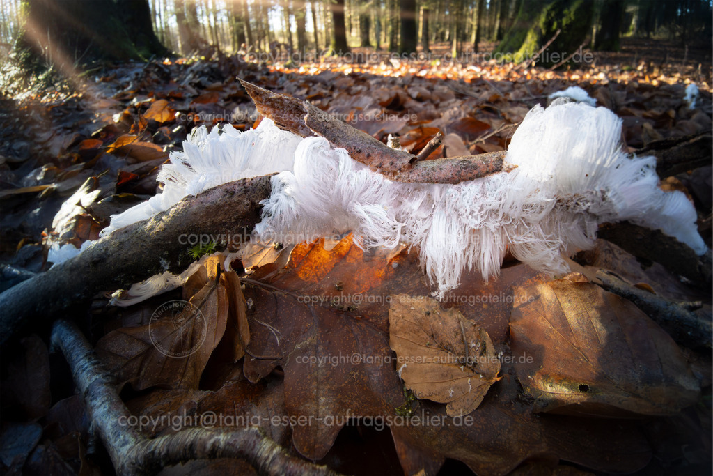 Nahaufnahme eines seltenen Naturphänomens von Haareis im Briloner Wald | Seltenes Naturphänomen Haareis (Eiswolle, Eishaar), bei dem haarähnliche Eiskristalle aus morschem Totholz wachsen. Im Schatten des Eichenwaldes ist die Temperatur kalt genug, um die Gase der Exidiopsis effusa Pilze gefrieren zu lassen.