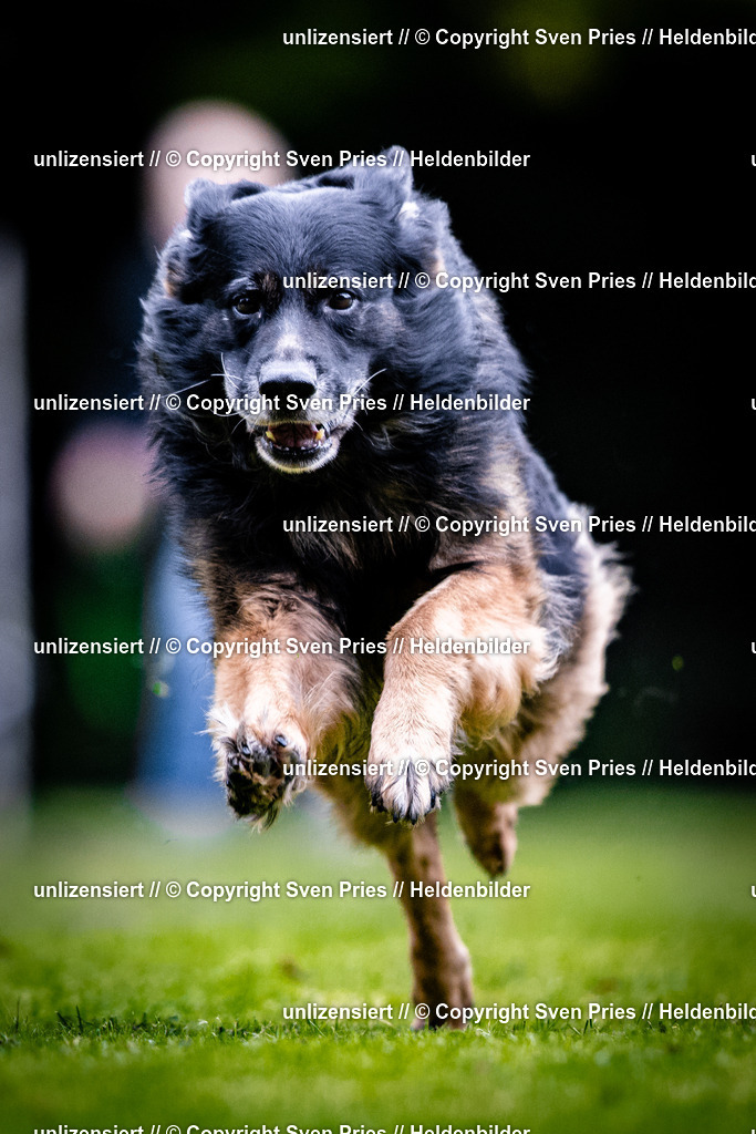Sven Pries | 2025-10-03 - Hunderennen Obergrombach - Realisiert mit Pictrs.com