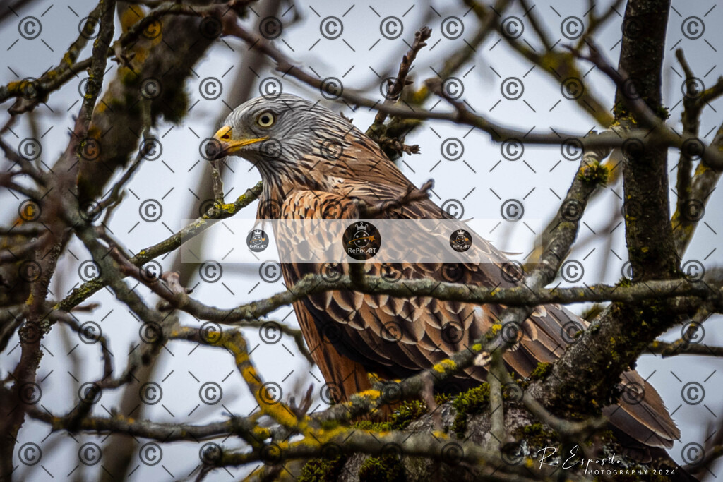 20240207_Wald_165 | Sport und Naturfotografie von Roberto Esposito zeigt echte Momente Bewegung und die Schönheit der Natur. Ausdrucksstarke Bilder schaffen Emotionen.