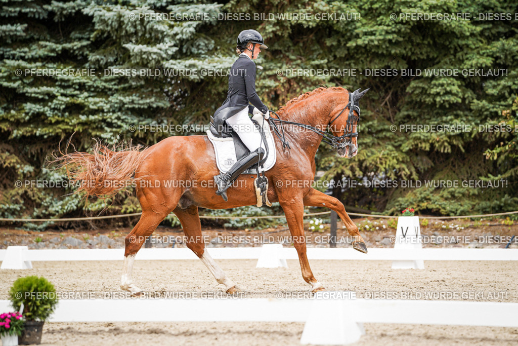 DSC05787 | Pferdegrafie