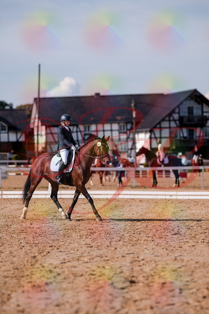 2026_10_03_Siefer-Hof_125730_Z81_45766717 | Professionelle Reitsport-, Turnier- und Eventfotografie von Robert Broda. Galerien mit ausgewählten und bearbeiteten Bildern direkt online ansehen und bestellen.
