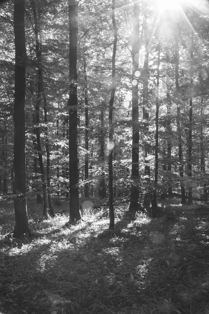 Sonnenstrahlen im geheimen Wald | Ein Wald, durchzogen von Sonnenstrahlen und Schatten: romantischer Ort für heimliche Begegnungen, Gedankenspiele und zarte Fantasien. - Realisiert mit Pictrs.com