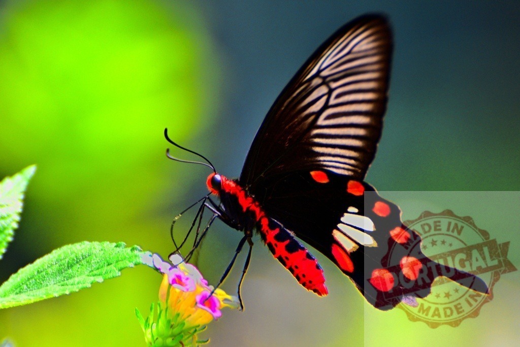 Crimson rose butterfly feeding on colorful flower in tropical forest | Beautiful red and black butterfly with white stripes feeding on a flower with a green blurred background - Realized with Pictrs.com