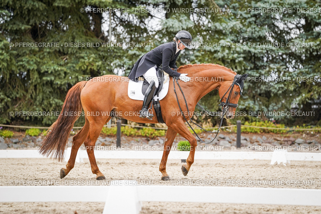 DSC05317 | Pferdegrafie