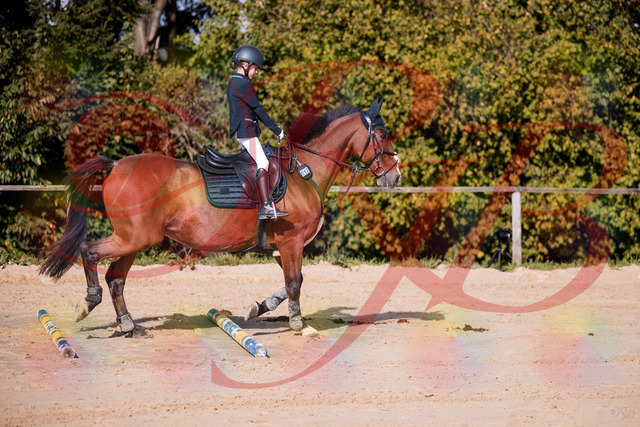 2026_10_03_Siefer-Hof_143735_Z81_06502727 | Professionelle Reitsport-, Turnier- und Eventfotografie von Robert Broda. Galerien mit ausgewählten und bearbeiteten Bildern direkt online ansehen und bestellen.