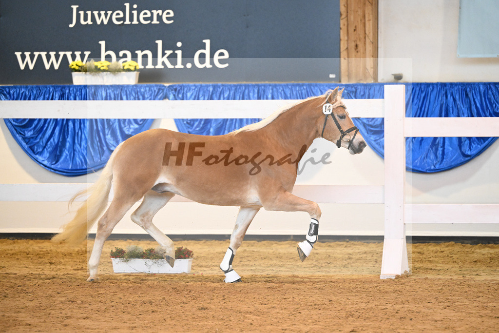 Kat-Nr. 14 Ariat v. Adonis_Dittrich_60220207 | hf-fotografie - Realisiert mit Pictrs.com