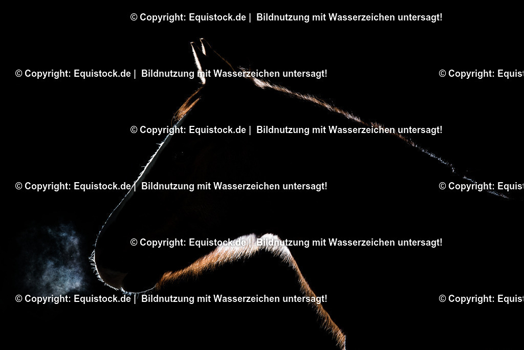 20150105_PonyGegenlicht_0001 | equistock