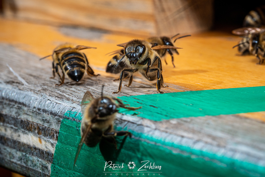 Workingbees-Zöchling (4) | Patrick Zöchling - Realisiert mit Pictrs.com