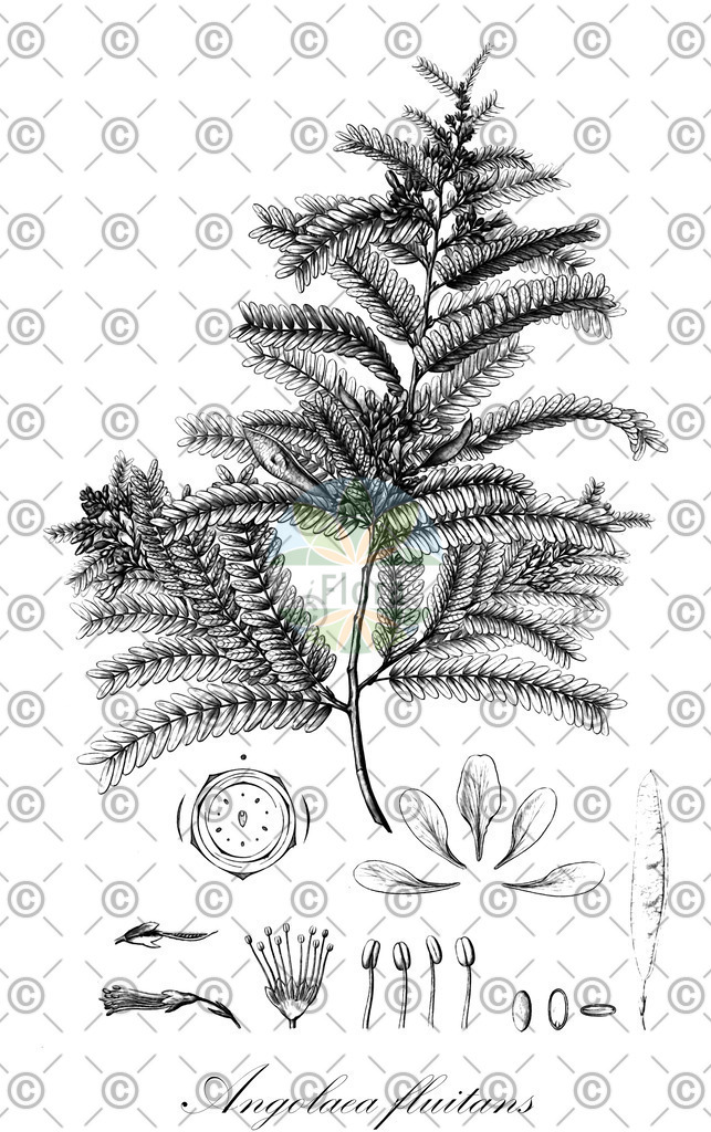 HistAbb_wfo-0000536542_531_ENZY_Simple | Historische Abbildung von Angolaea fluitans - Podostemaceae | Historical Illustration of Angolaea fluitans - Podostemaceae