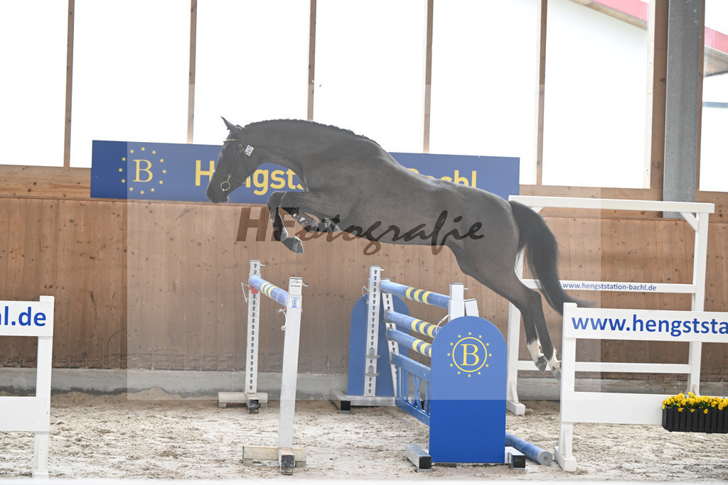 Kat-Nr. 60 Victory TP v. Vigaro_Pachler-Schulte_14260252 | hf-fotografie - Realisiert mit Pictrs.com
